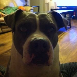 Meet your Posher, Jessie