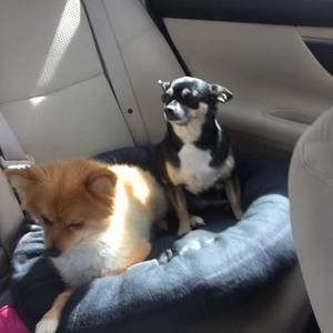 Meet your Posher, Deanna