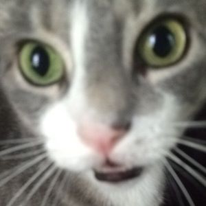 Meet your Posher, Elissa