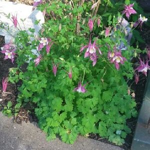 Meet your Posher, Beverly