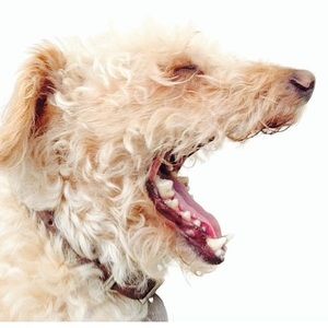 Meet your Posher, Iliana