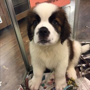Meet your Posher, Grace