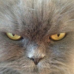 Meet your Posher, Lael