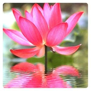 Meet your Posher, Lara