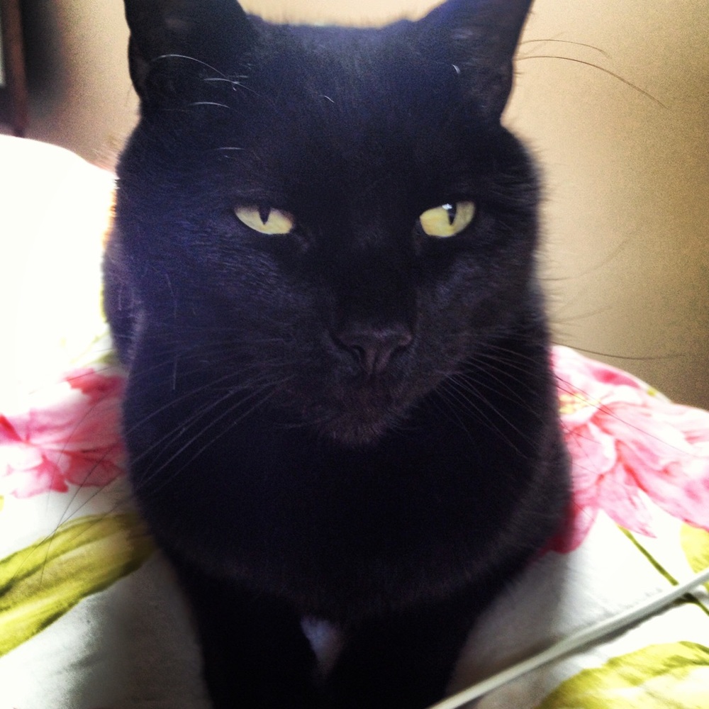 Meet your Posher, Kerri