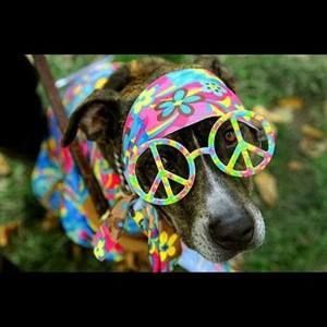 Meet your Posher, Dianna