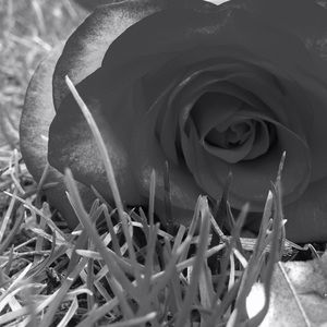 Meet your Posher, Abbey