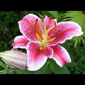 Meet your Posher, Kylie