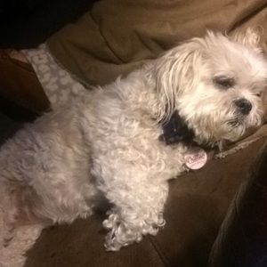 Meet your Posher, Carly