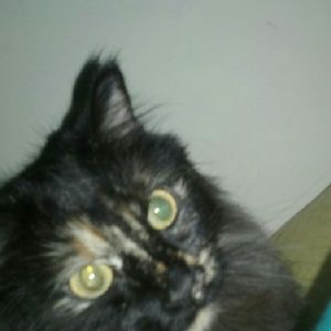 Meet your Posher, Dawn