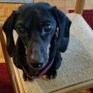 Meet your Posher, Taylor