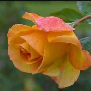 Meet your Posher, Jayden