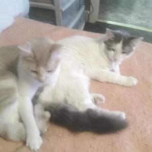 Meet your Posher, Milli