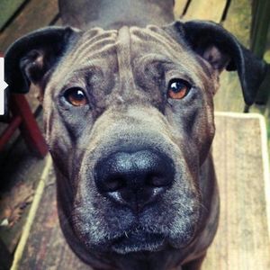 Meet your Posher, Dawn