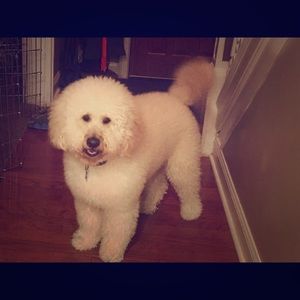 My Doodle baby❤️❤️❤️