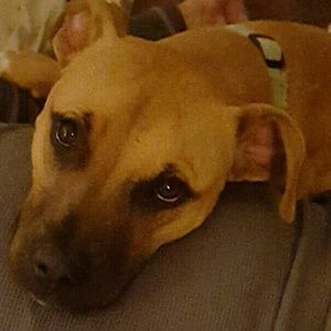 Meet your Posher, Aji