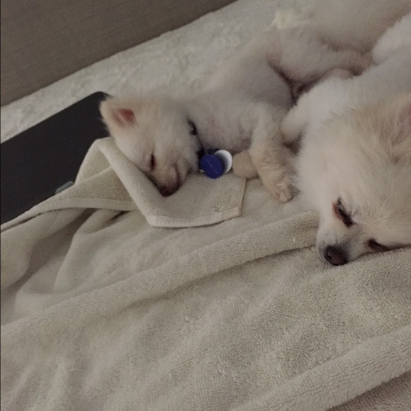 Meet your Posher, Danielle - Picture 2 of 4