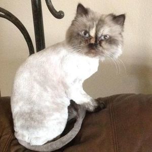 Meet your Posher, Deanna