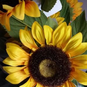 Meet your Posher, Daisymay