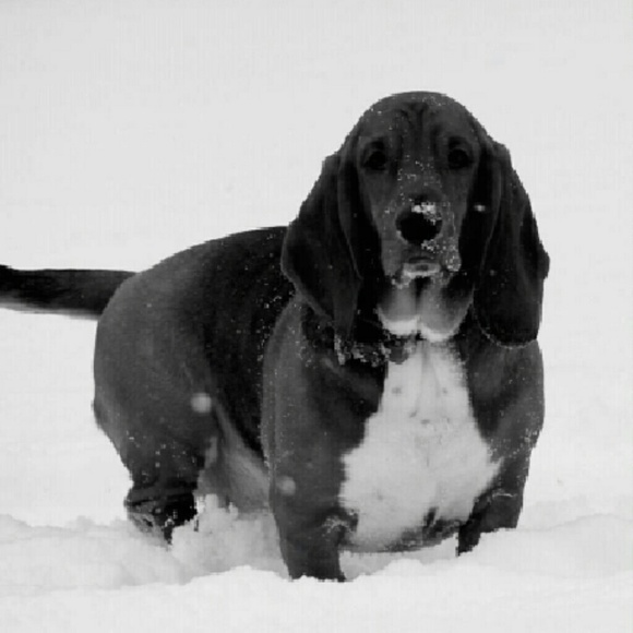 Meet your Posher, Connie - Picture 1 of 1