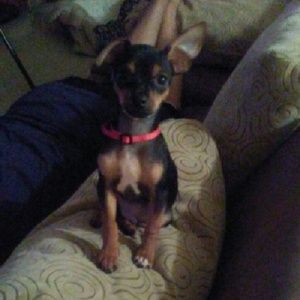 Meet your Posher, Luz