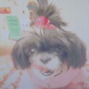 Meet your Posher, Dawn