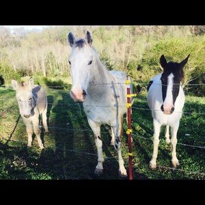 Meet your Posher, Kim