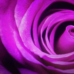 Meet your Posher, Annette