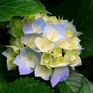 Meet your Posher, Lee