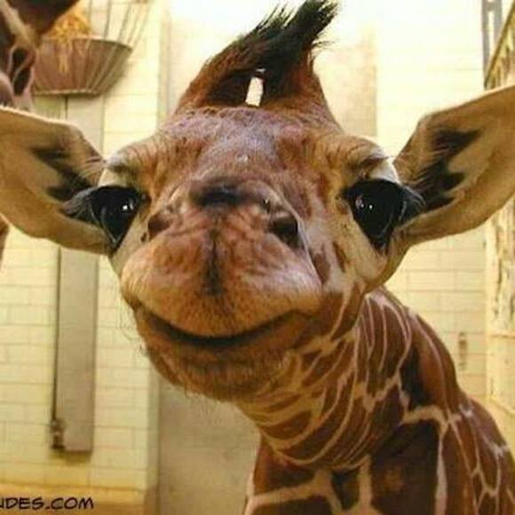 Meet your Posher, Retha - Picture 1 of 1