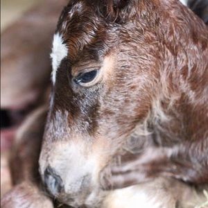 Meet your Posher, Heidi