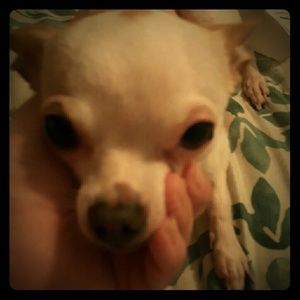 Meet your Posher, Nereo