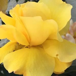 Meet your Posher, Adelayda