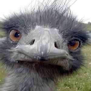 Meet your Posher, Barbara