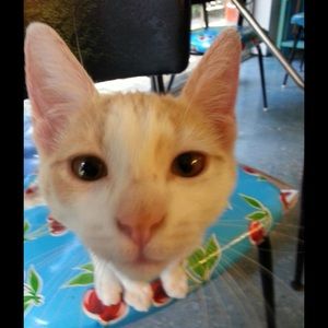 Meet your Posher, Benet