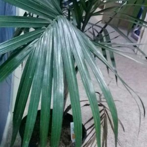 Meet your Posher, Araceli