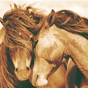 Meet your Posher, Shauna