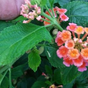 Meet your Posher, Penny