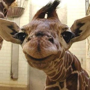 Meet your Posher, Karen