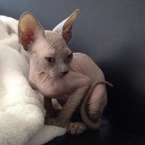 Meet your Posher, Nelli