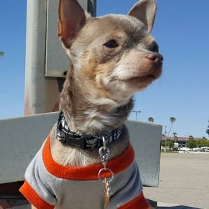 Meet your Posher, Susan