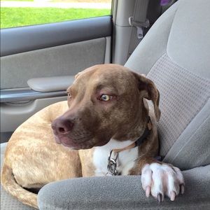 Meet your Posher, Pauline