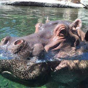 Meet your Posher, Yvette