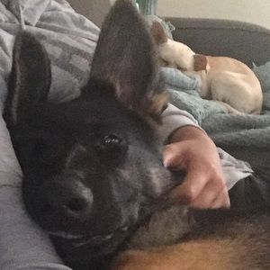 Meet your Posher, Sylvia