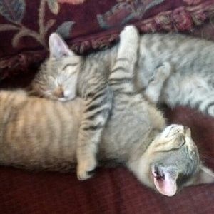 Meet your Posher, Candida