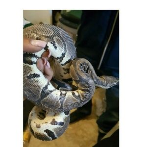 Meet your Posher, Vanessa