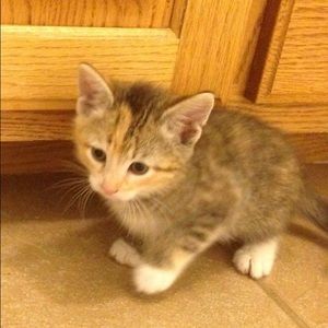 Meet your Posher, Carrie