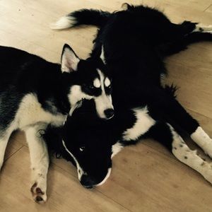 Meet your Posher, Carolin