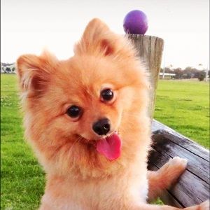 Meet your Posher, Yixuan