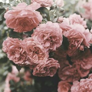 Meet your Posher, Odalis